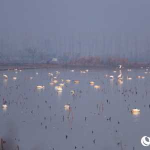 央媒看湖南丨岳阳：4万羽候鸟抵达东古湖