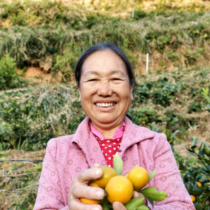 资兴市：金柑迎丰收 产业促发展