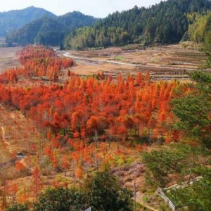 组图 | 汝城“小赛里木湖”的水杉红了