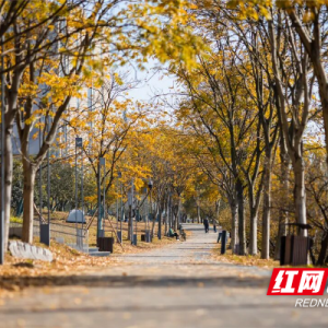 出片率100%！金霞初冬限定景色藏不住了