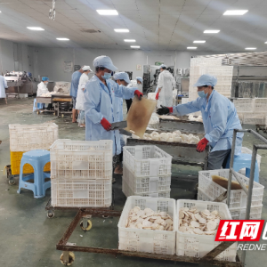 江永：“12345”工作法铺就乡村振兴“致富路”