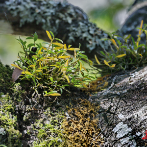 湘涌新潮⑤丨朱鹮的翅膀，如何扇动一场改革