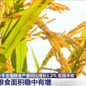 视频丨粮食产量再创新高！解锁大国粮仓的丰收“密码”