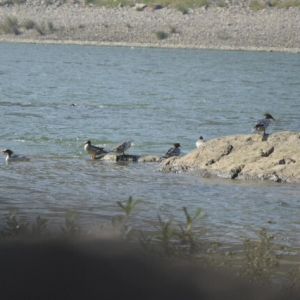 “国宝鸭”今冬现身！湖南沅陵成候鸟迁徙重要通道