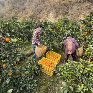 桃源农商银行：整村授信送“活水”，扶农助销解“心忧”
