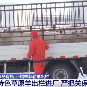 视频丨一只羊能有超170种产品！看草原美味如何撬动消费大市场 ...