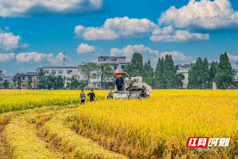 嘉禾县普满乡:特色农业结硕果 农户增收笑开颜