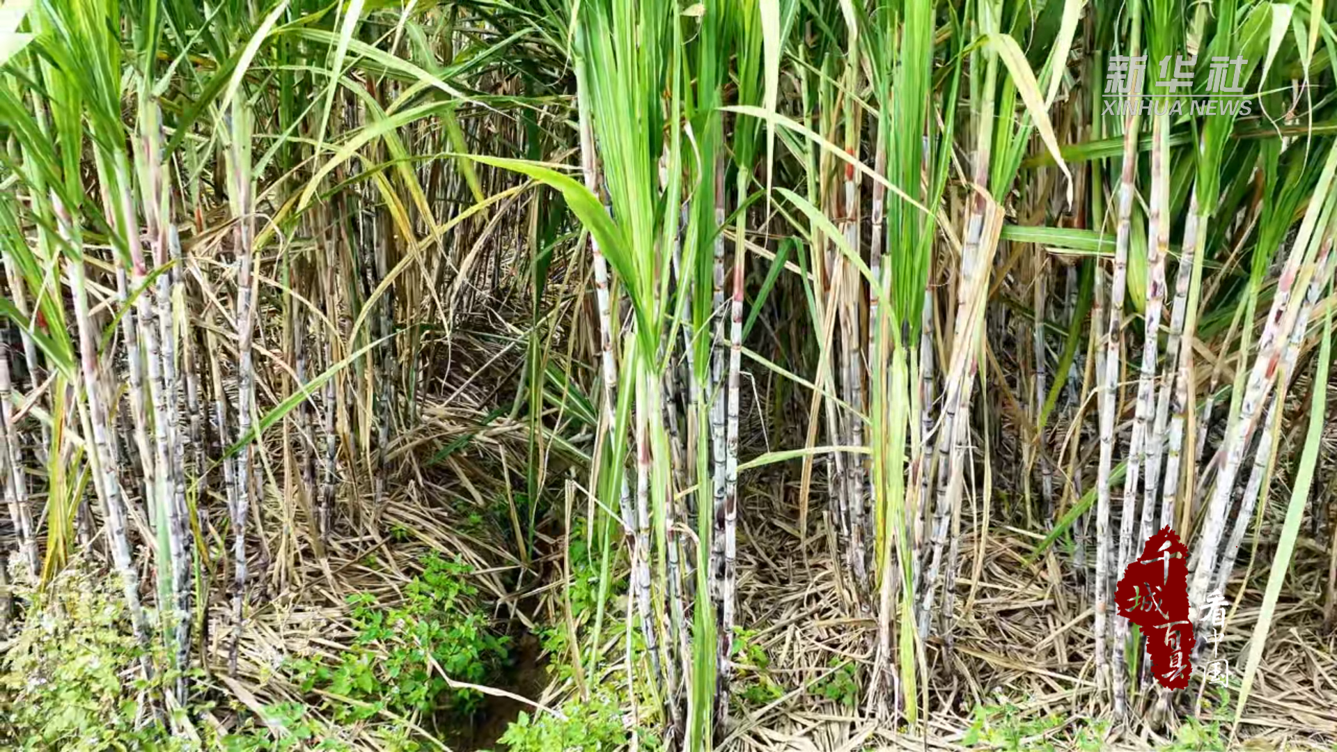 千城百县看中国丨湖南隆回：古法红糖熬出“甜日子”