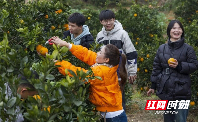 双峰县首届红橙文化旅游节上，游客在采摘脐橙.jpg