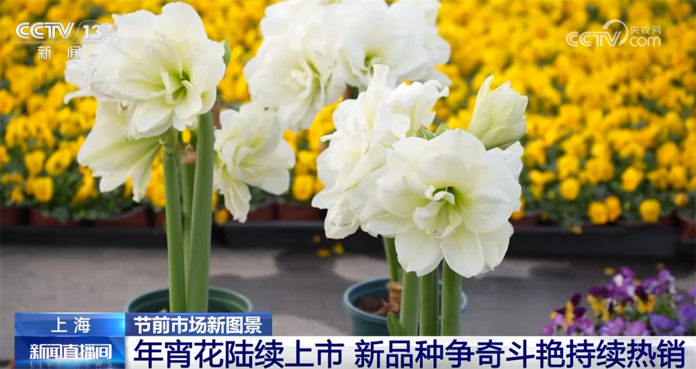年宵花“上新”争奇斗艳持续热销 传统技艺趣味焕新“点亮”节前市场新图景 ...