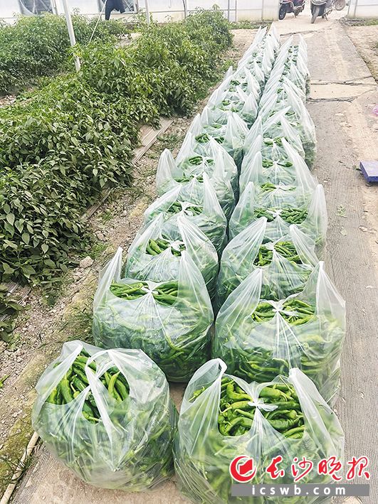 望城区盛世农丰农机专业合作社育秧大棚种满了辣椒，将持续供应至春节。 受访者何广 供图