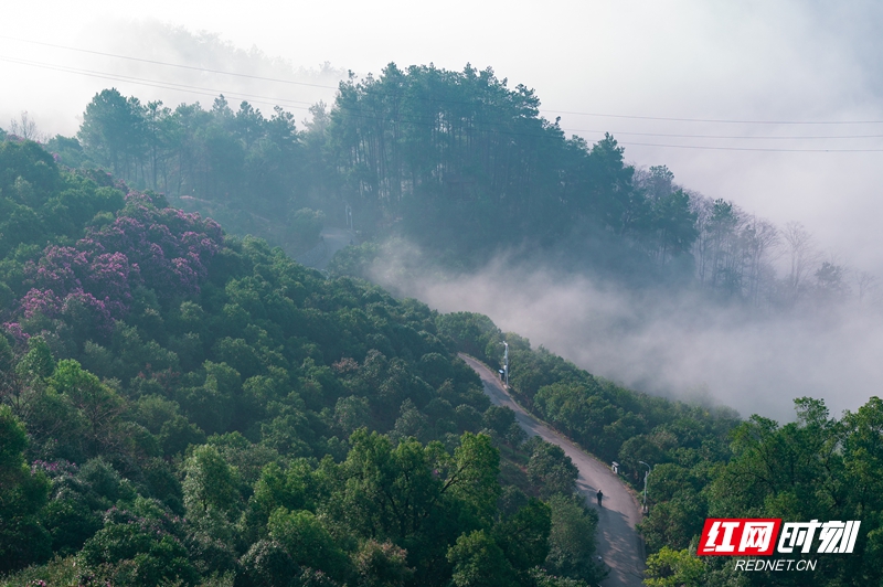 视频丨邀您赴一场山茶之约！怀化中坡国家森林公园山茶花将进入观赏期 ...
