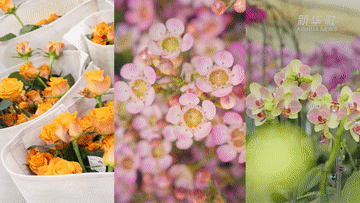 年经济新热度丨年宵花“上新”：花漾年味的“新热潮”