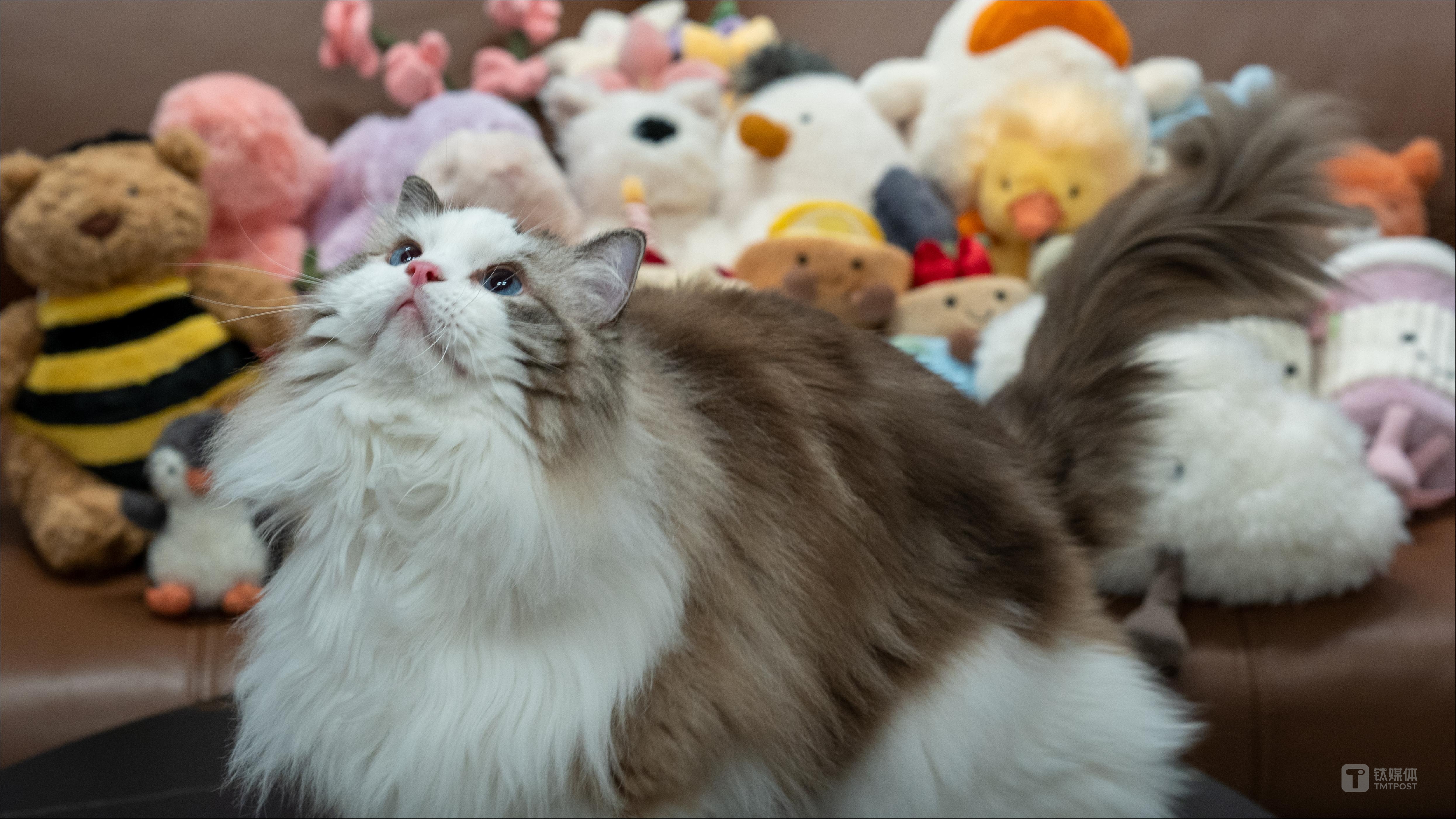 宠物猫和jellycat